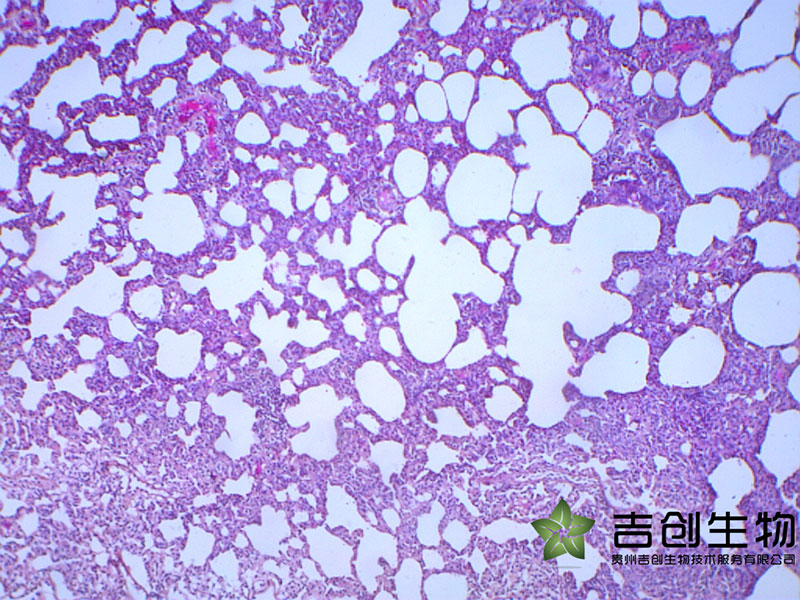 動物疾病模型構建