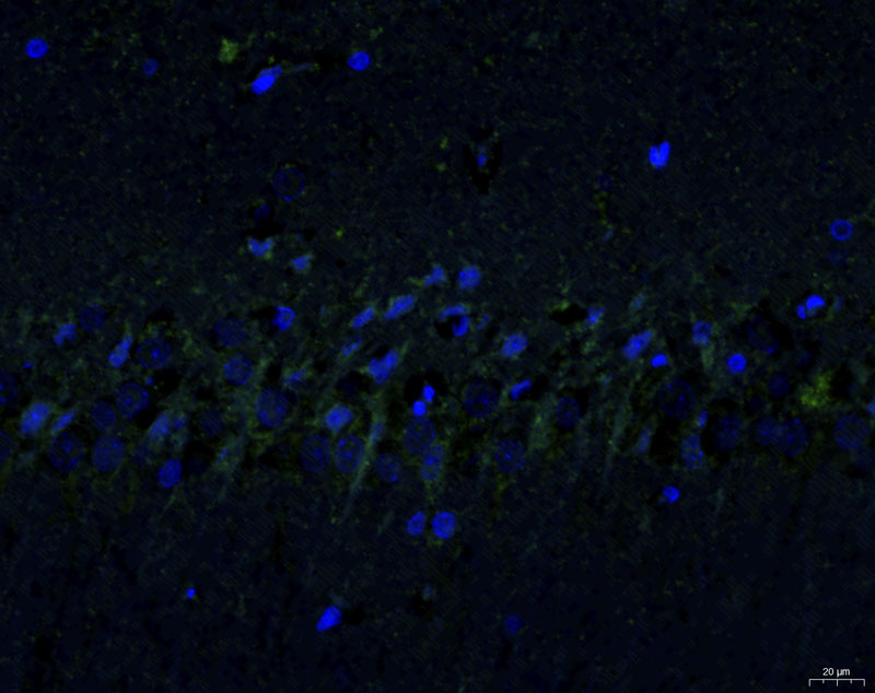 免疫熒光【組織染色 免疫組化】